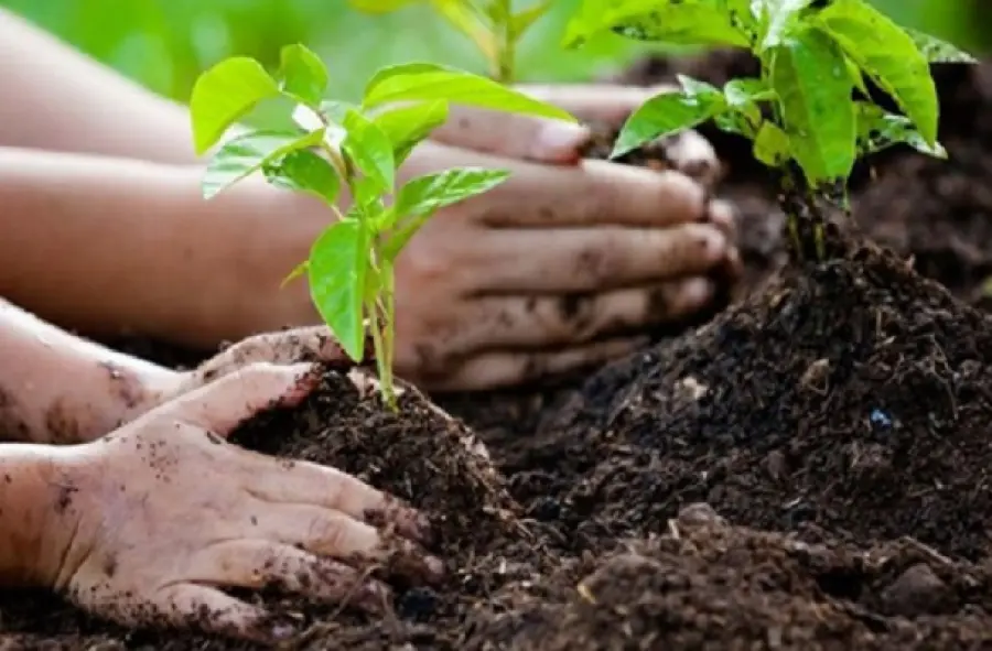 Un gesto importante: come piantare un albero