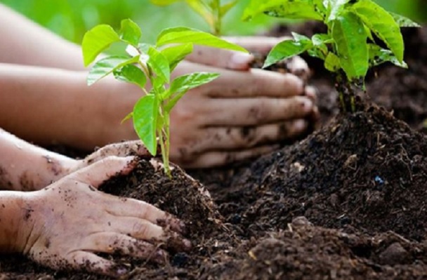 Un gesto importante: come piantare un albero