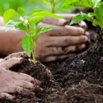 Un gesto importante: come piantare un albero